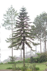Fototapeta premium Towering evergreen tree with unique horizontal branches reaching towards the sky, set against a blurred natural backdrop, evoking a sense of tranquility and natural grandeur