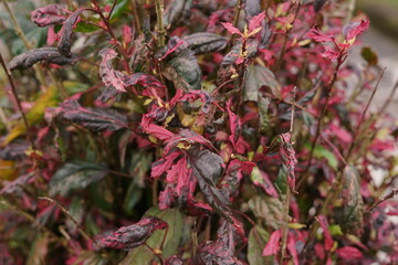 Detailed close-up of an ornamental garden plant, showcasing rich dark green and vibrant reddish-pink variegated leaves, highlighting intricate patterns and contrasting colors of its lush foliage
