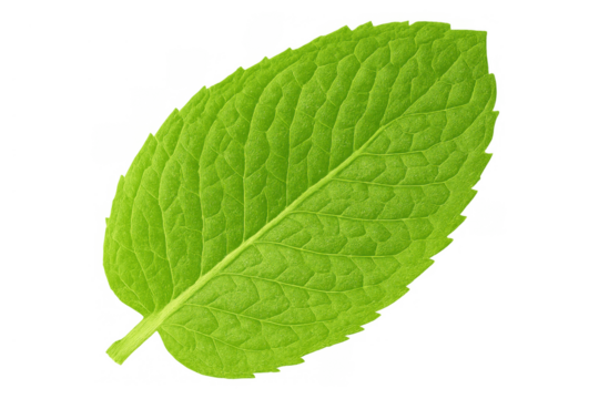 Fresh green mint leaf displaying natural texture and bright color, isolated on a transparent background for various uses