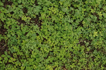 A vibrant and lush carpet of small green leaves covers the ground, creating a dense and natural texture in a wild environment, showcasing healthy plant growth and ecological beauty
