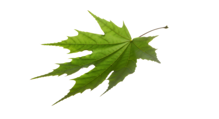 Vibrant isolated green leaf with intricate veins on a pure white background, showcasing nature's delicate beauty and organic texture, perfect for botanical themes and design elements