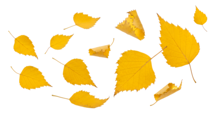 An artistic composition of vibrant golden autumn foliage scattered against a pristine white backdrop, highlighting the detailed textures and natural beauty of the changing season