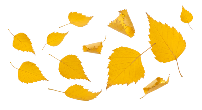 An artistic composition of vibrant golden autumn foliage scattered against a pristine white backdrop, highlighting the detailed textures and natural beauty of the changing season