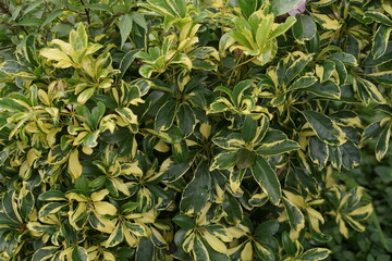 Vibrant close-up of lush variegated foliage showcasing beautiful green and yellow leaves, creating a dynamic natural pattern perfect for gardening and decorative themes