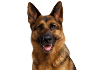 German shepherd dog portrait looking at camera with open mouth, smiling animal, headshot on transparent background