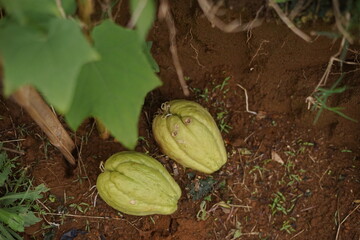 Two green, ribbed chayote fruits lying on the rich soil beneath lush green leaves, representing a natural and bountiful harvest from a productive garden