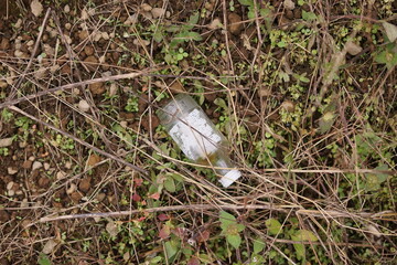 Discarded glass bottle lying amidst dry foliage and sprouting greenery on the forest floor, symbolizing the pervasive issue of human litter and its detrimental impact on natural environments