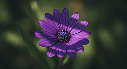Obraz premium Close up of a vibrant purple flower with soft blurred green background