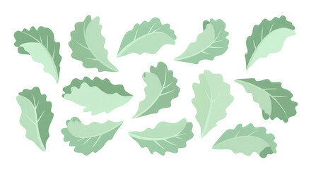 Fresh Leafy Greens Vector Illustration of Various Lettuce Leaves for Culinary and Design Uses