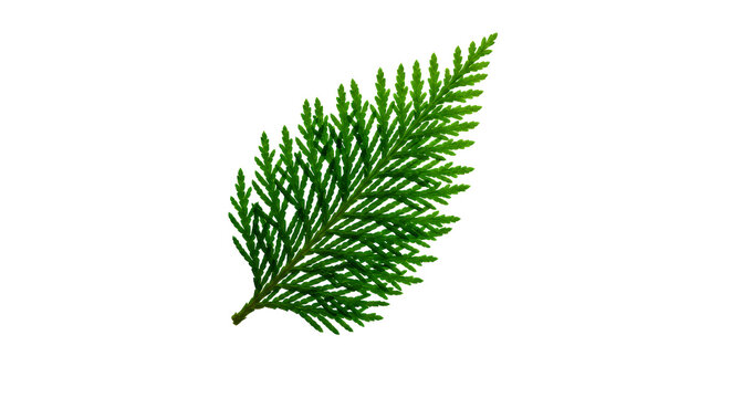 Cypress foliage branch on white backdrop, close-up of green needles and tree texture