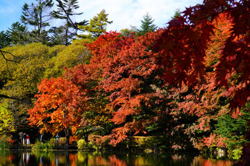 Obraz premium 雲場池の紅葉