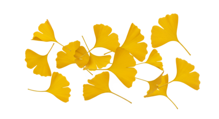 A vibrant arrangement of golden yellow Ginkgo Biloba leaves scattered on a clean white background, symbolizing autumn