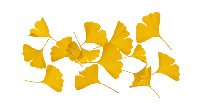 A vibrant arrangement of golden yellow Ginkgo Biloba leaves scattered on a clean white background, symbolizing autumn - Powered by Adobe