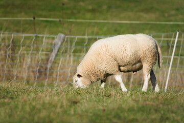Domestic Sheep (Ovis aries) adult ram on pasture.
