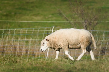 Obraz premium Domestic Sheep (Ovis aries) adult ram walking on pasture.