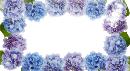 Beautiful Arrangement of Purple and Blue Hydrangea Flowers Forming a Decorative Border on a White Background