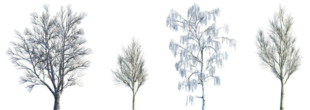 Set of winter Ulmus and Flaxinus and Betula frontal set street trees isolated png in sunny daylight on a transparent background perfectly cutout	