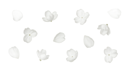 Scattered White Jasmine Flowers and Petals on White Background