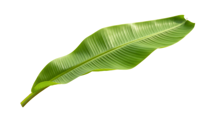 A vibrant green banana leaf, a symbol of tropical nature, perfect for illustrating organic themes and lush environments