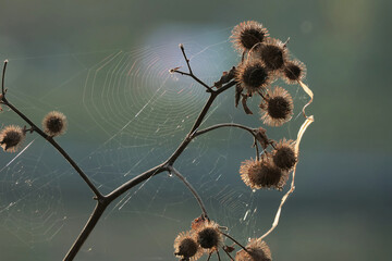 spider web on an autumn thistle