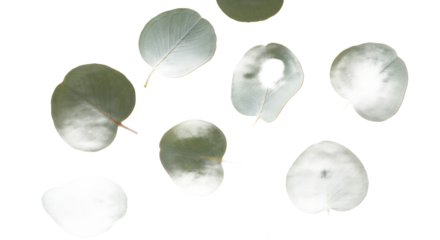 Close-up of delicate eucalyptus leaves with soft shadows, a minimalist and natural background