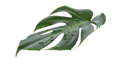 Leafy Bliss A Vibrant Monstera Deliciosa Leaf Adorned with Sparkling Water Droplets