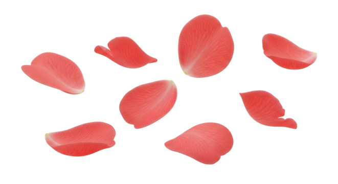 Delicate Pink Rose Petals Scattered on a White Background, Symbolizing Love and Beauty