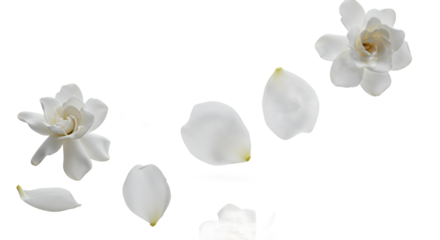 Delicate white gardenia flowers and petals gracefully scattered against a clean white background, evoking purity and elegance