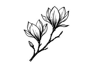 Magnolia blossom hand drawn simple sketch vector illustration