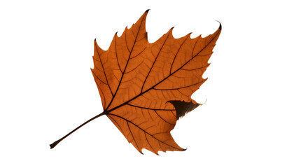 Obraz premium Close-up of a single vibrant orange autumn leaf with detailed veins on a white background, symbolizing the changing seasons