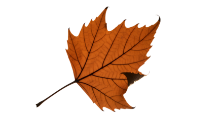 Close-up of a single vibrant orange autumn leaf with detailed veins on a white background, symbolizing the changing seasons