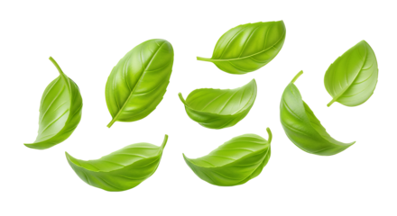 Vibrant Green Basil Leaves Isolated on White Background, Fresh Herb Ingredient for Cooking and Health