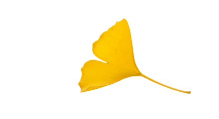A single vibrant yellow ginkgo biloba leaf isolated on a clean white background, showcasing its unique fan shape and delicate texture in stunning detail