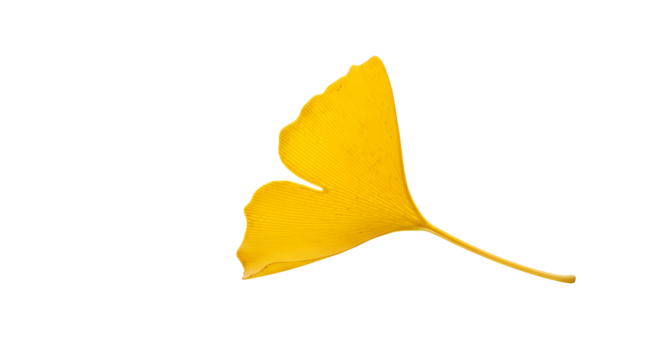 A single vibrant yellow ginkgo biloba leaf isolated on a clean white background, showcasing its unique fan shape and delicate texture in stunning detail