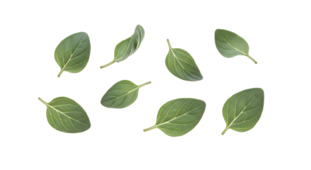 Fresh green oregano leaves scattered on a white background, perfect for culinary and herbal uses