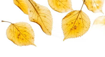 Vibrant golden-yellow autumn leaves with delicate patterns, softly illuminated against a pristine white background, capturing the serene essence of the changing season