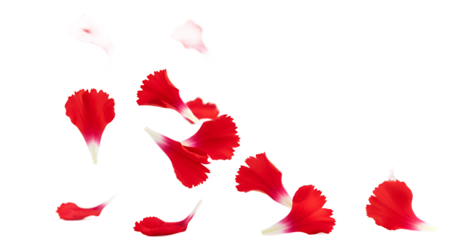 Vibrant red flower petals gracefully scatter and fall, creating a delicate natural pattern against a pristine white background, evoking feelings of beauty, love, and serene moments of botanical charm
