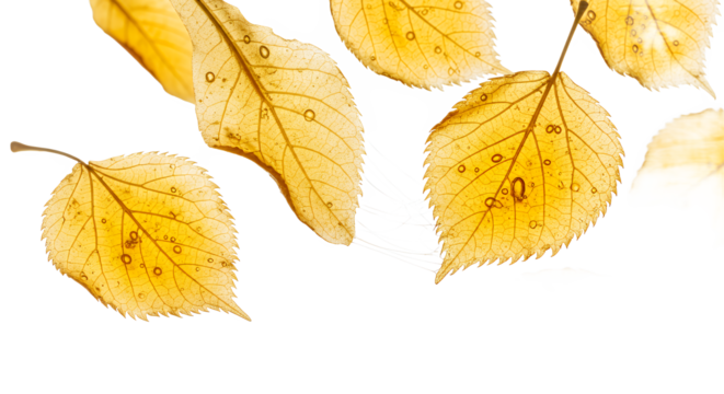 Vibrant golden-yellow autumn leaves with delicate patterns, softly illuminated against a pristine white background, capturing the serene essence of the changing season