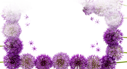 A beautiful floral frame composed of vibrant purple and delicate white allium blossoms on a clean white background