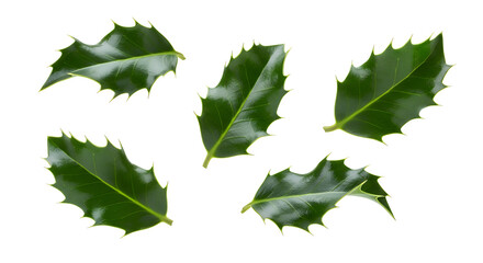 Vibrant green holly leaves with classic spiky edges, beautifully scattered on a pure white background, embodying the festive spirit of winter holidays and traditional Christmas celebrations