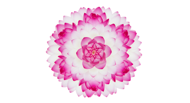 Radiant Pink and White Lotus Flower Blossom on White Background - Powered by Adobe