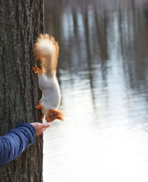Squirrel is reaching for food from a hand while hanging upside down on a tree trunk near a serene body of water, showcasing wildlife interaction