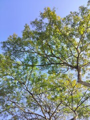 trees and sky