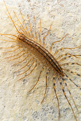 house centipede, predatory scolopendra poisonous