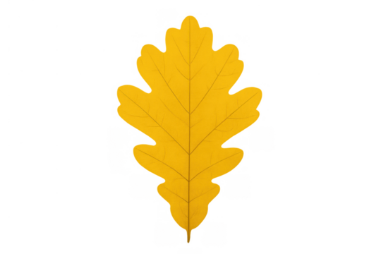 Yellow oak leaf isolated for fall design elements, representing autumn season, nature, and changing foliage
