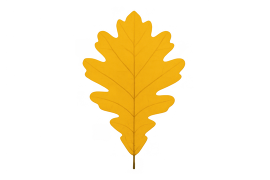 Yellow oak leaf illustration with prominent veins, symbolizing autumn season and fall foliage on transparent background - Powered by Adobe
