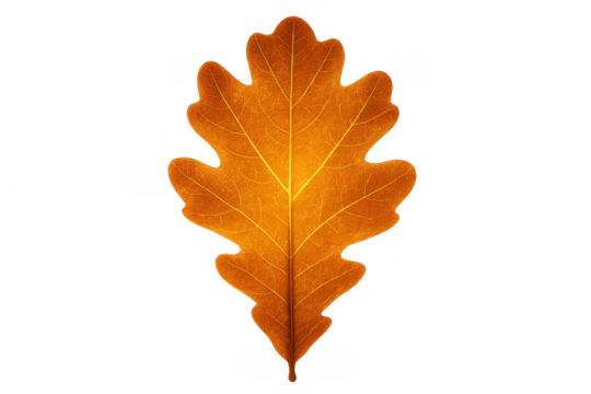 Orange oak leaf showcasing autumn colors and changing season, a single botanical element isolated with a transparent background