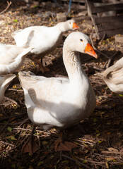 Goose in the pen