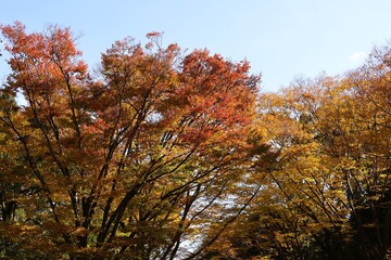 Blue sky and autumn leaves