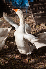 Goose in the pen